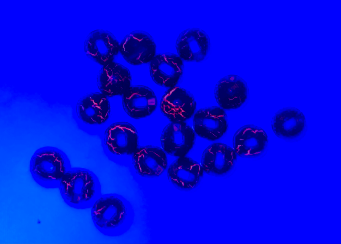 Tungsten Perlen - Crazy Color - Black/Fluo-Red 4,0mm