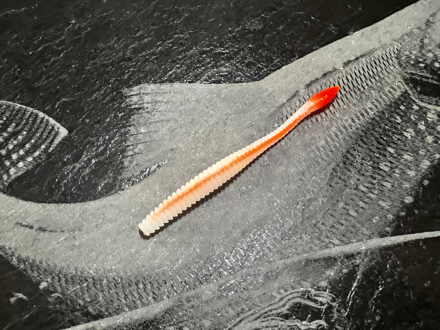 KNUT - Weiss/Orange