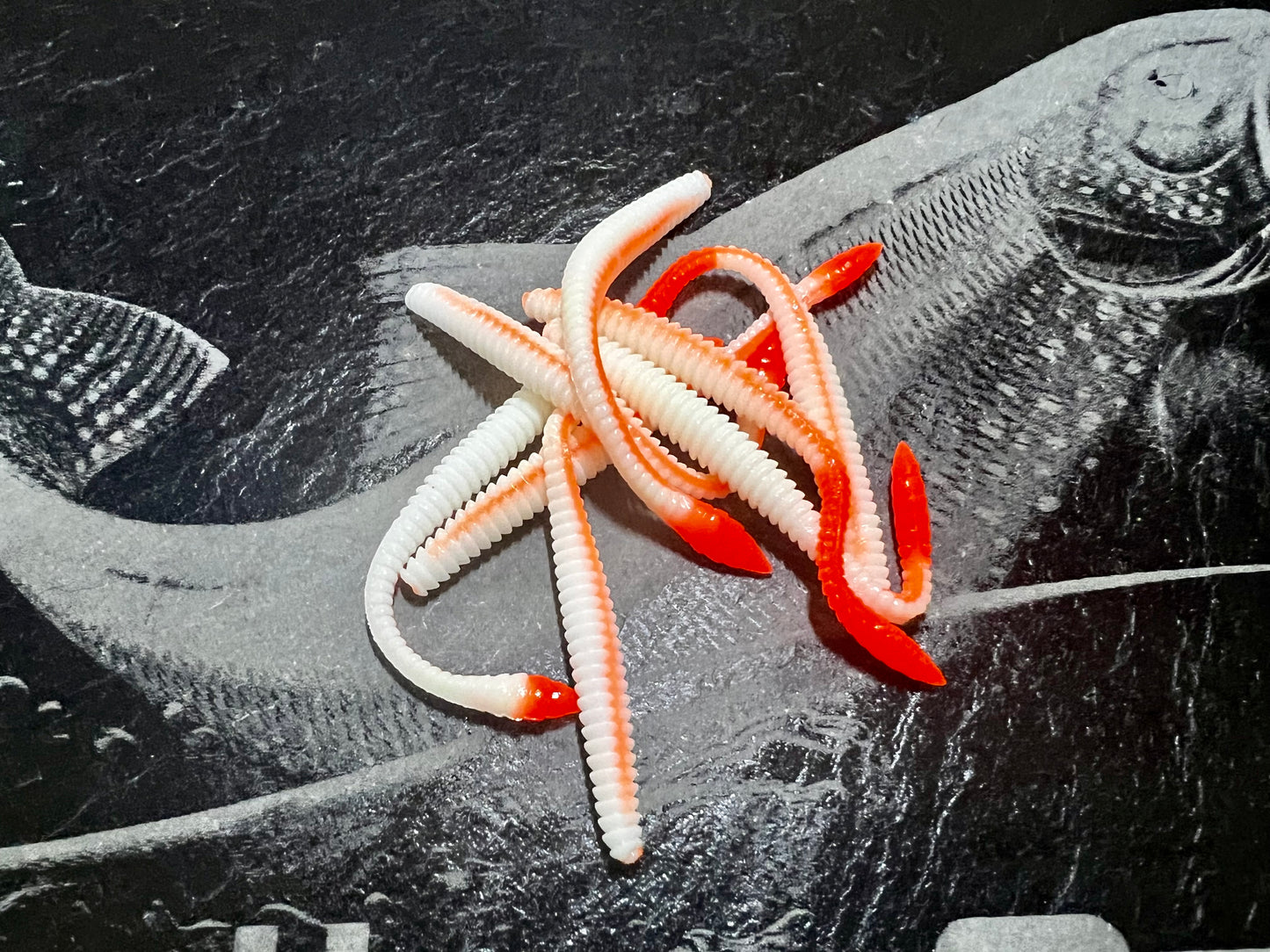KNUT - Weiss/Orange