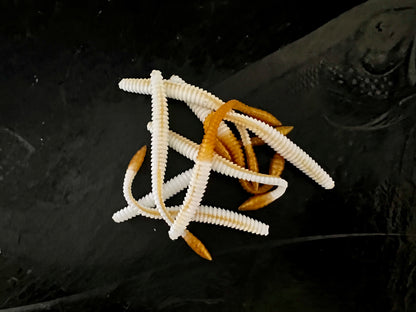 KNUT - Weiss/Gold
