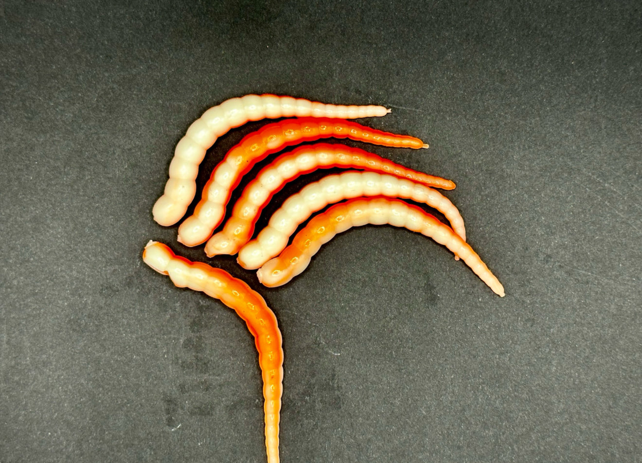 RACKER - Sweet Orange