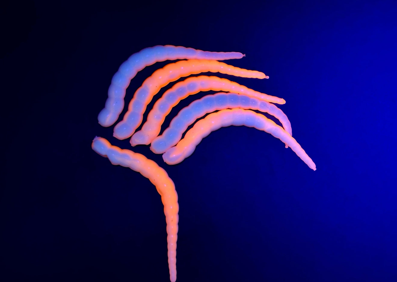 RACKER - Sweet Orange